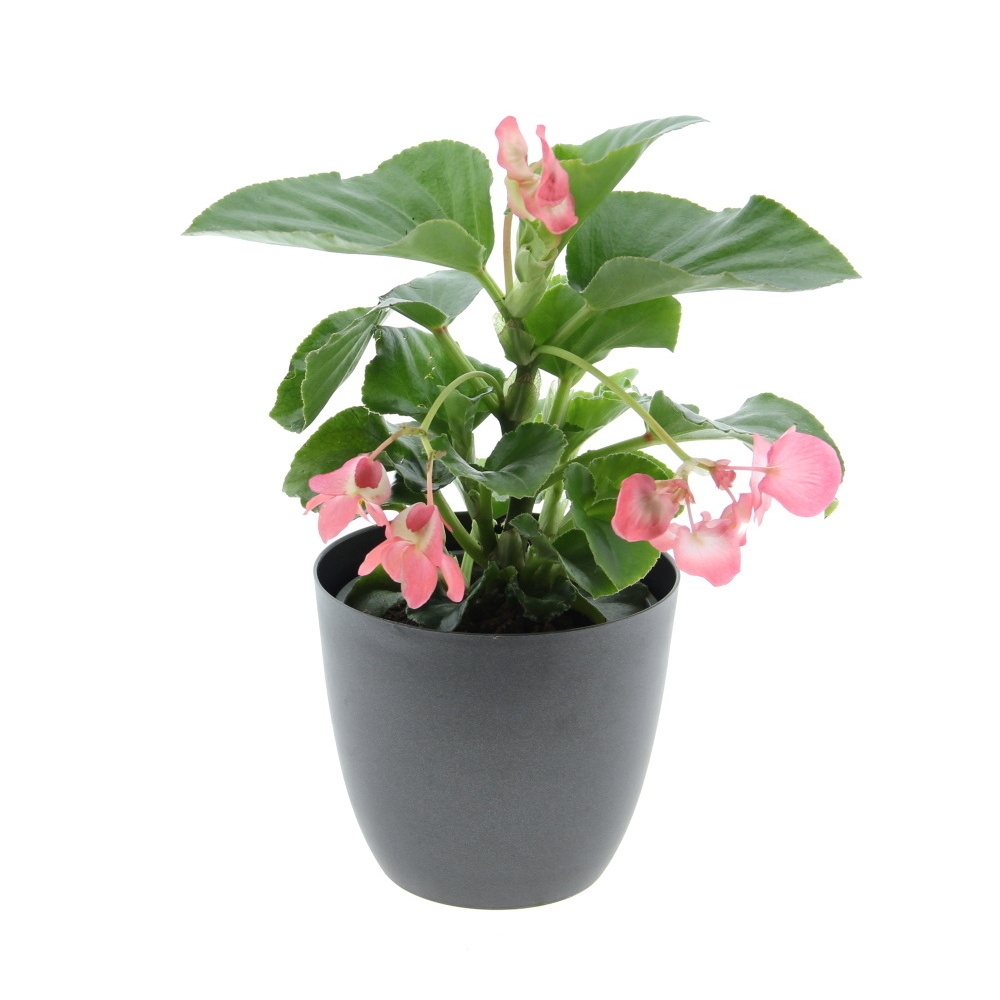 Nádobové květiny - Begonie benarijská mix květináč 12cm
