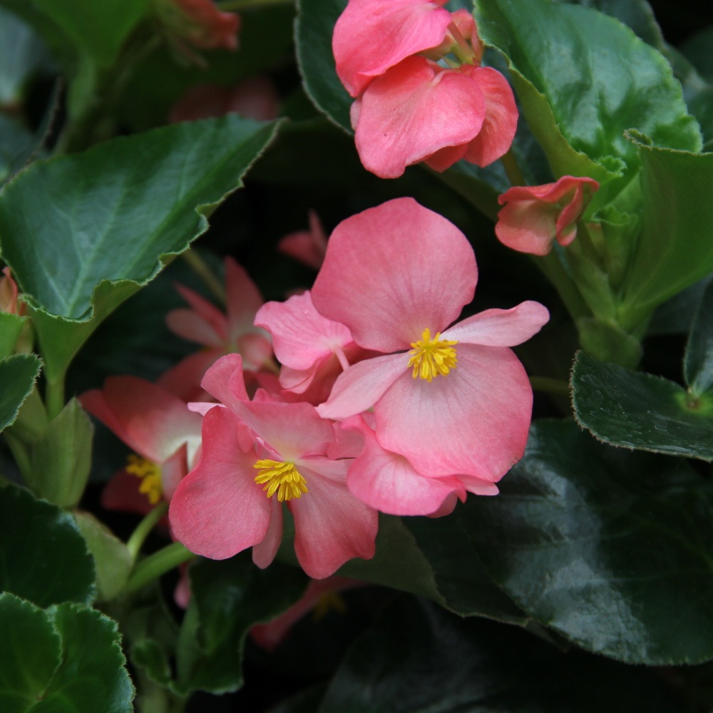 Vzpřímené balkonové květiny - Begonie benarijská Pink Green Leaf 4ks 12cm