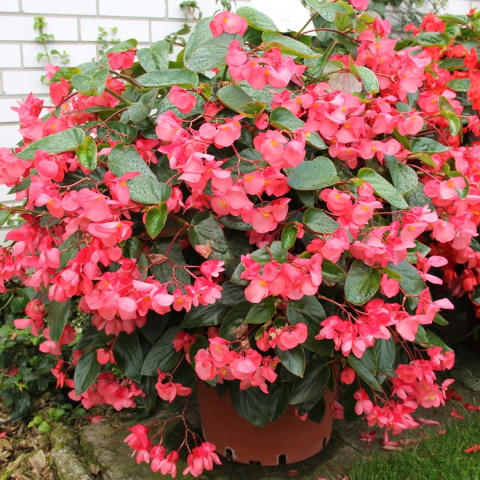 Begonie benarijská Pink Green Leaf 4ks 12cm-0