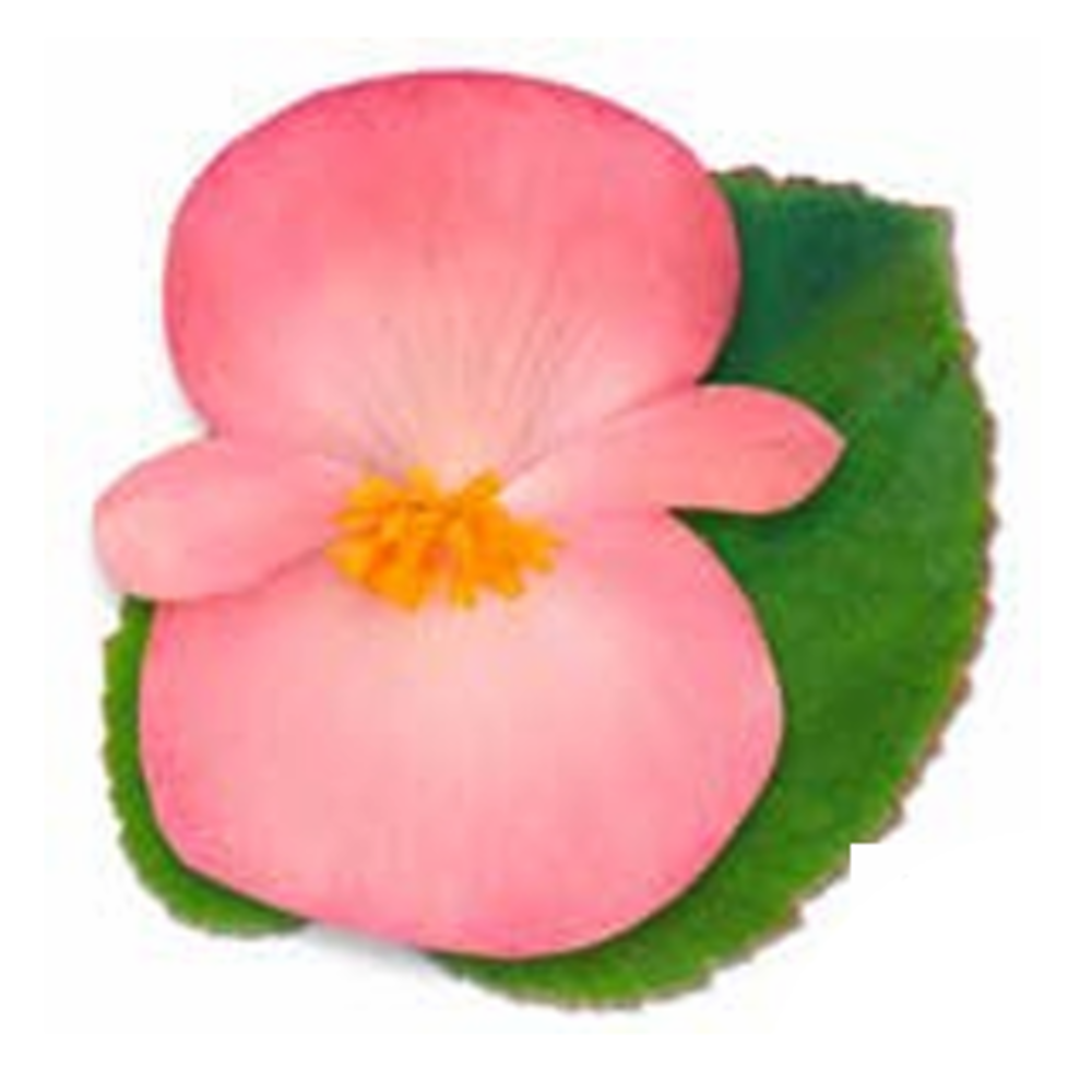Begonie benarijská Pink Green Leaf 4ks 12cm-1
