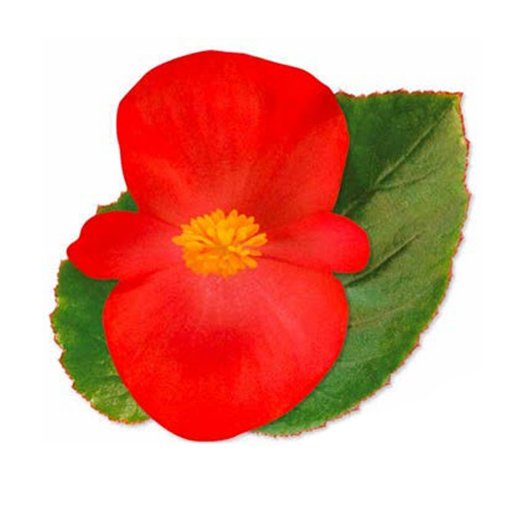 Vzpřímené balkonové květiny - Begonie benarijská Red Green Leaf 4ks 12cm