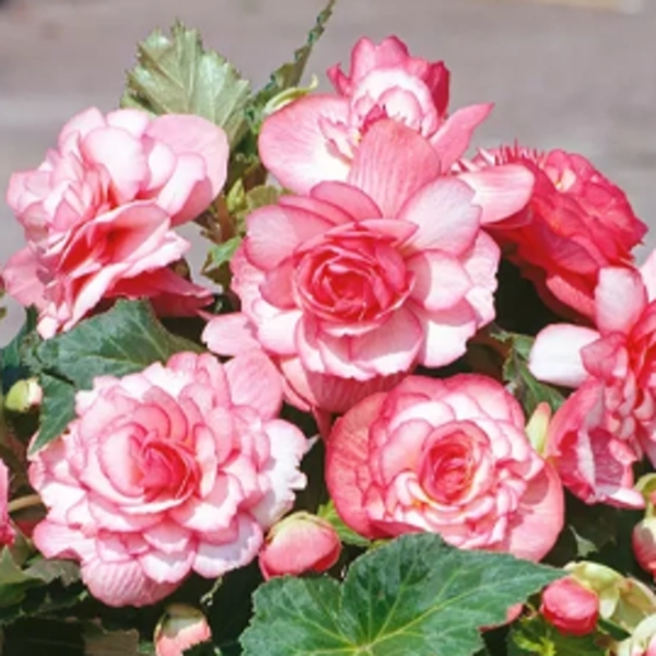 Begonie - Begonie Bouton de Rose 2ks