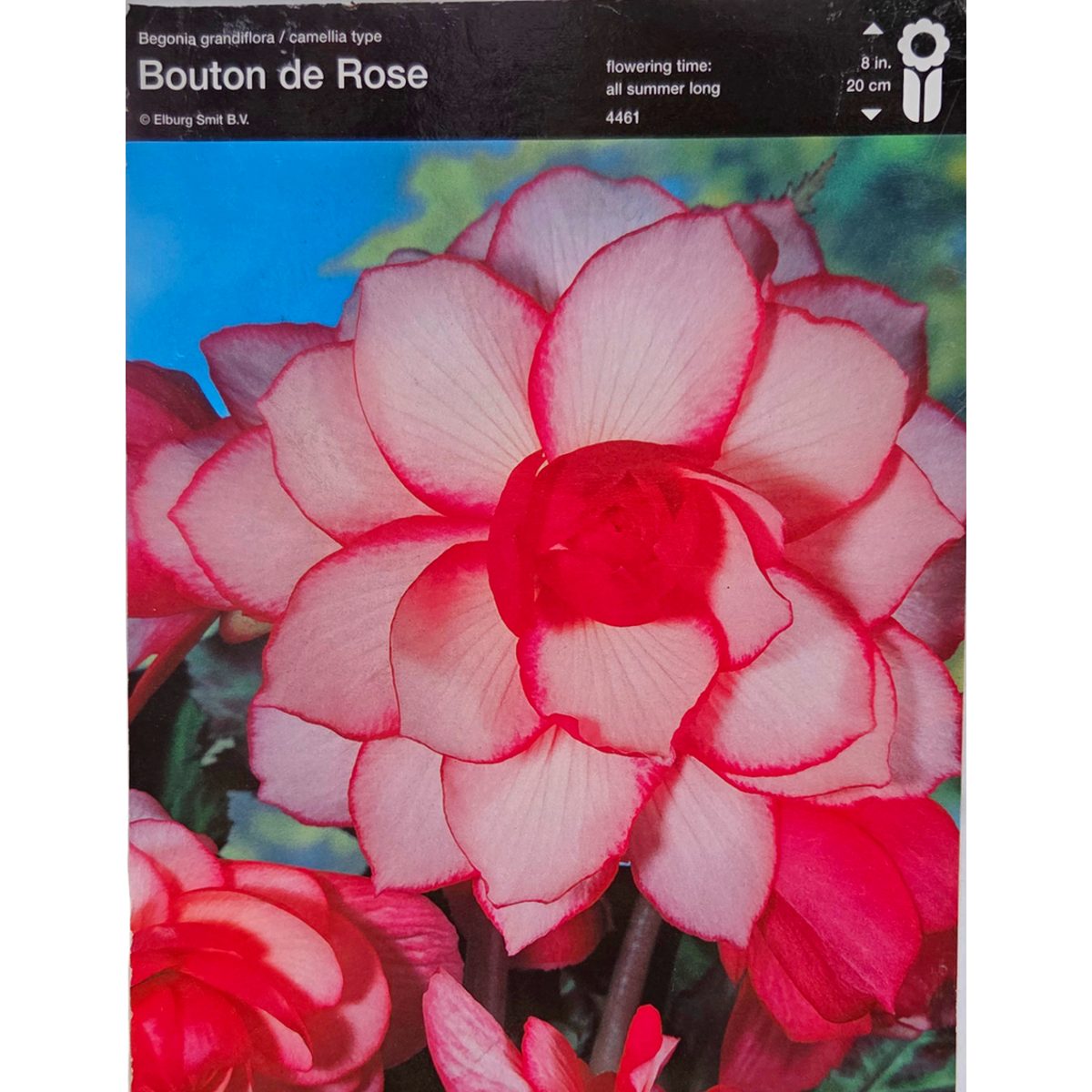 Begonie - Begonie Bouton de Rose 2ks