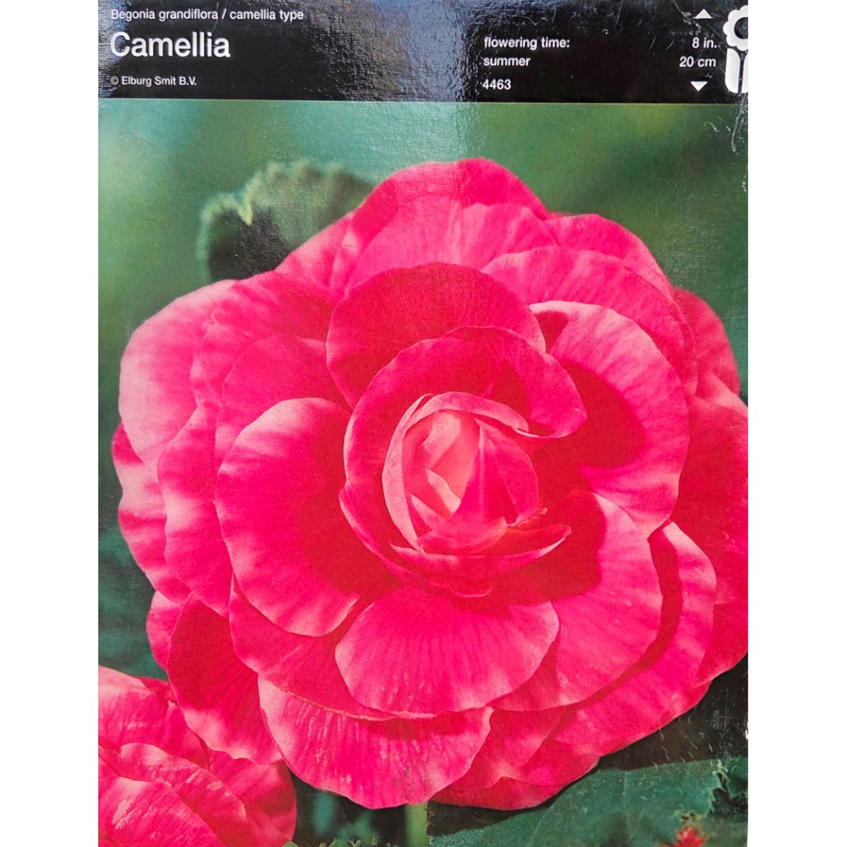 Begonie - Begonie Camelia 2ks