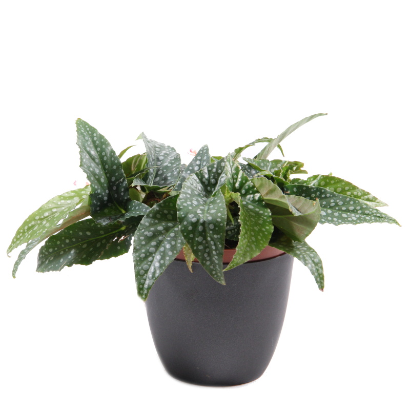 Okrasné pokojové rostliny - Begónie 'Cane HotSpot' květináč 12cm