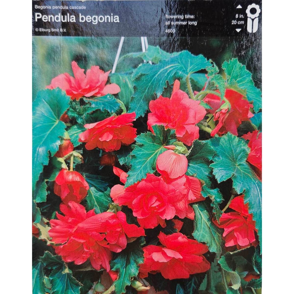 Begonie Cascade Pink 2ks-0