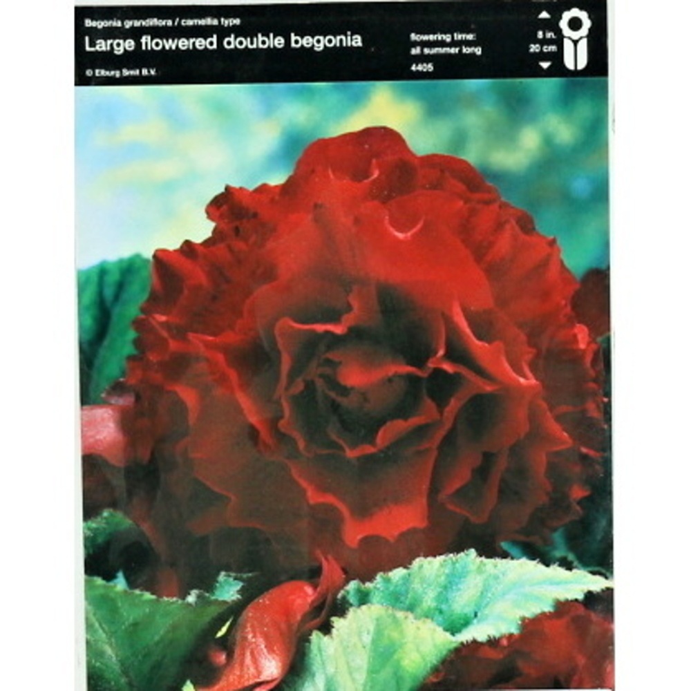 Begonie - Begonie Double Dark Red 2ks