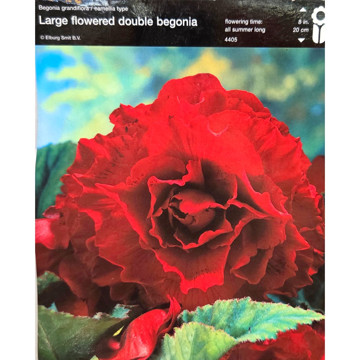 Begonie - Begonie Double Dark Red 2ks