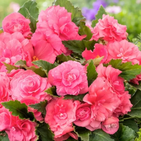 Begonie - Begonie Double Pink 2ks