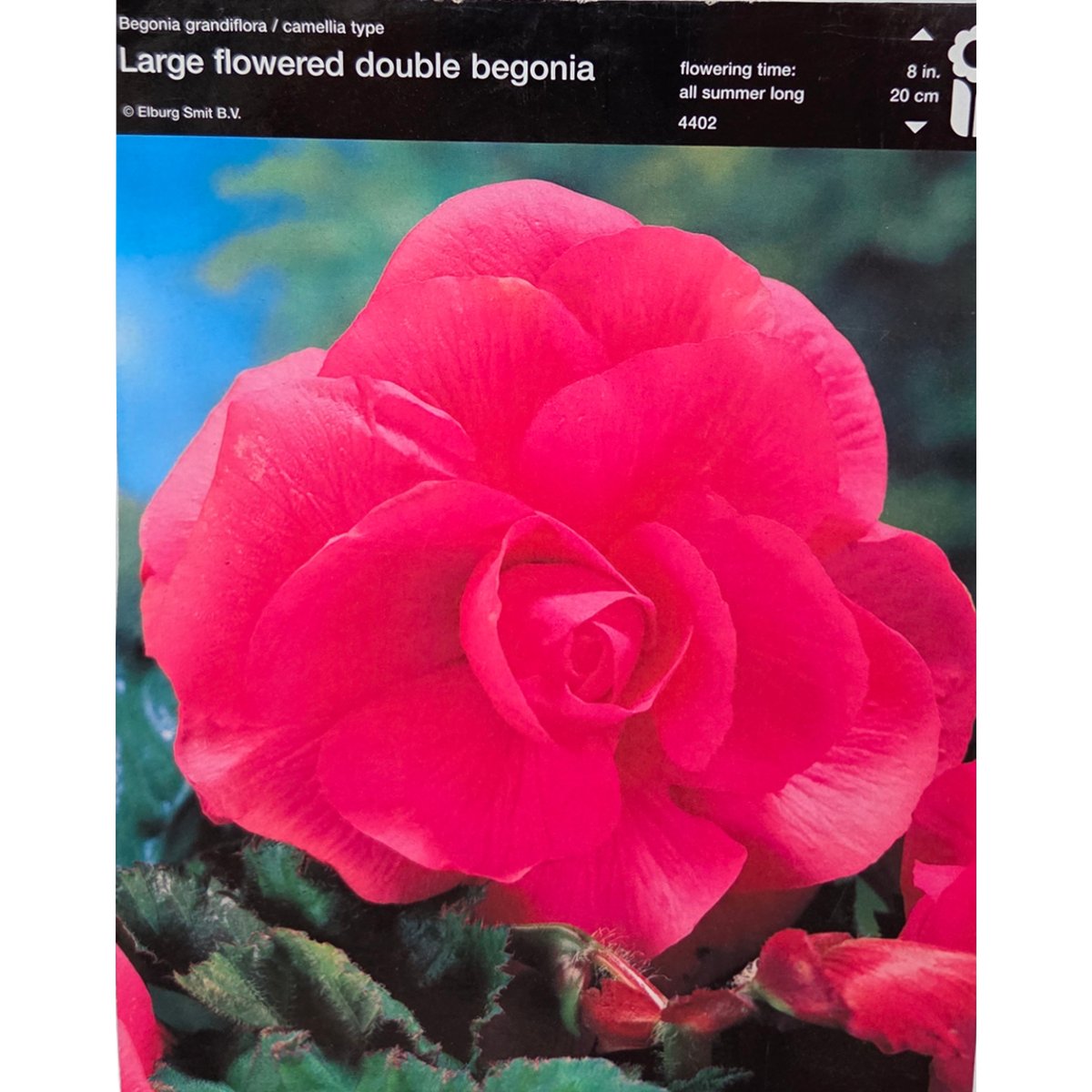 Begonie - Begonie Double Pink 2ks