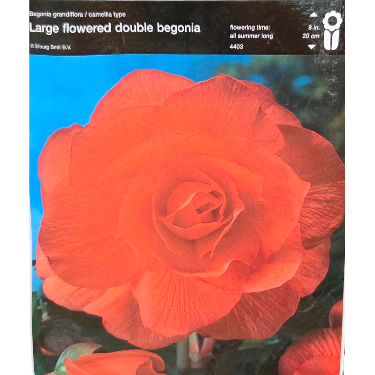 Begonie - Begonie Double Salmon 2ks