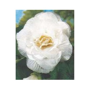 Begonie - Begonie Double White 2ks