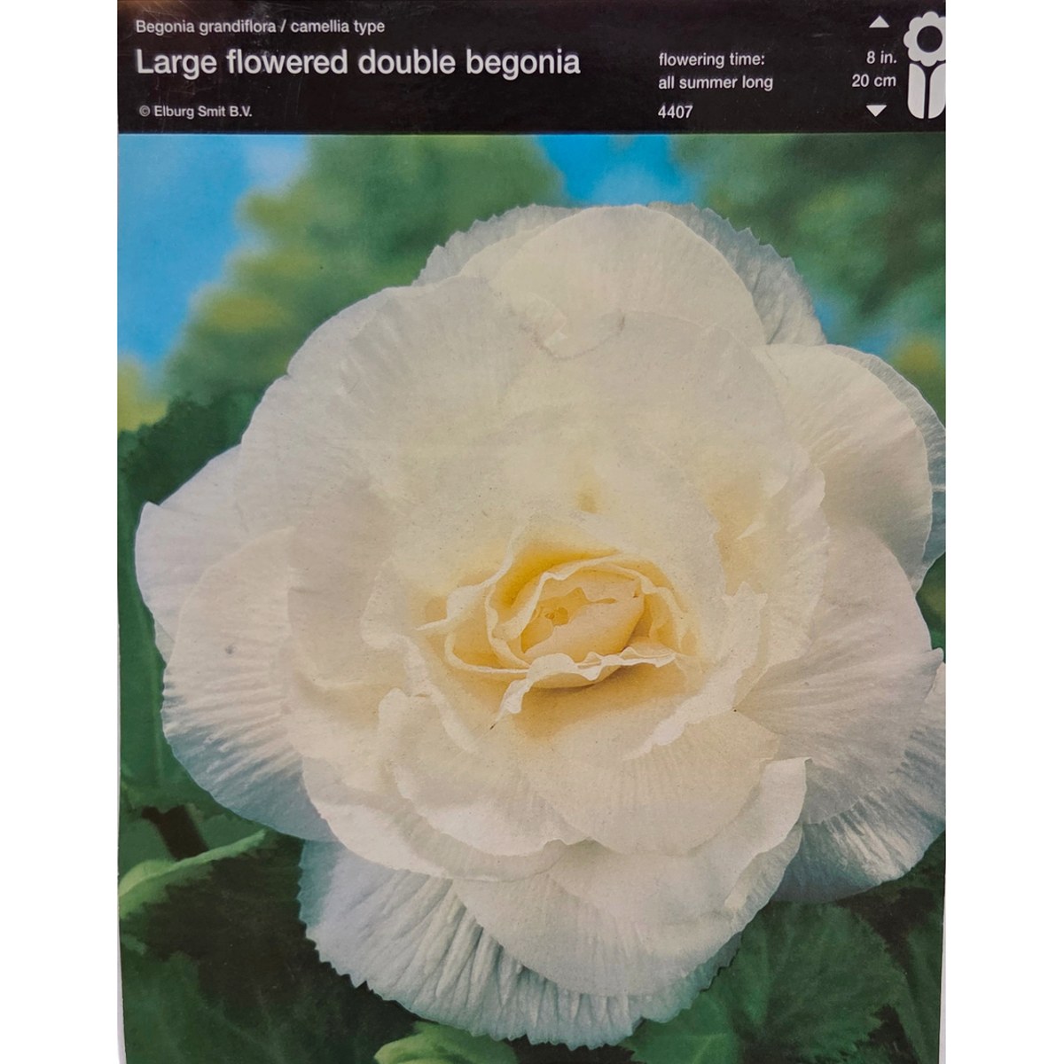 Begonie - Begonie Double White 2ks