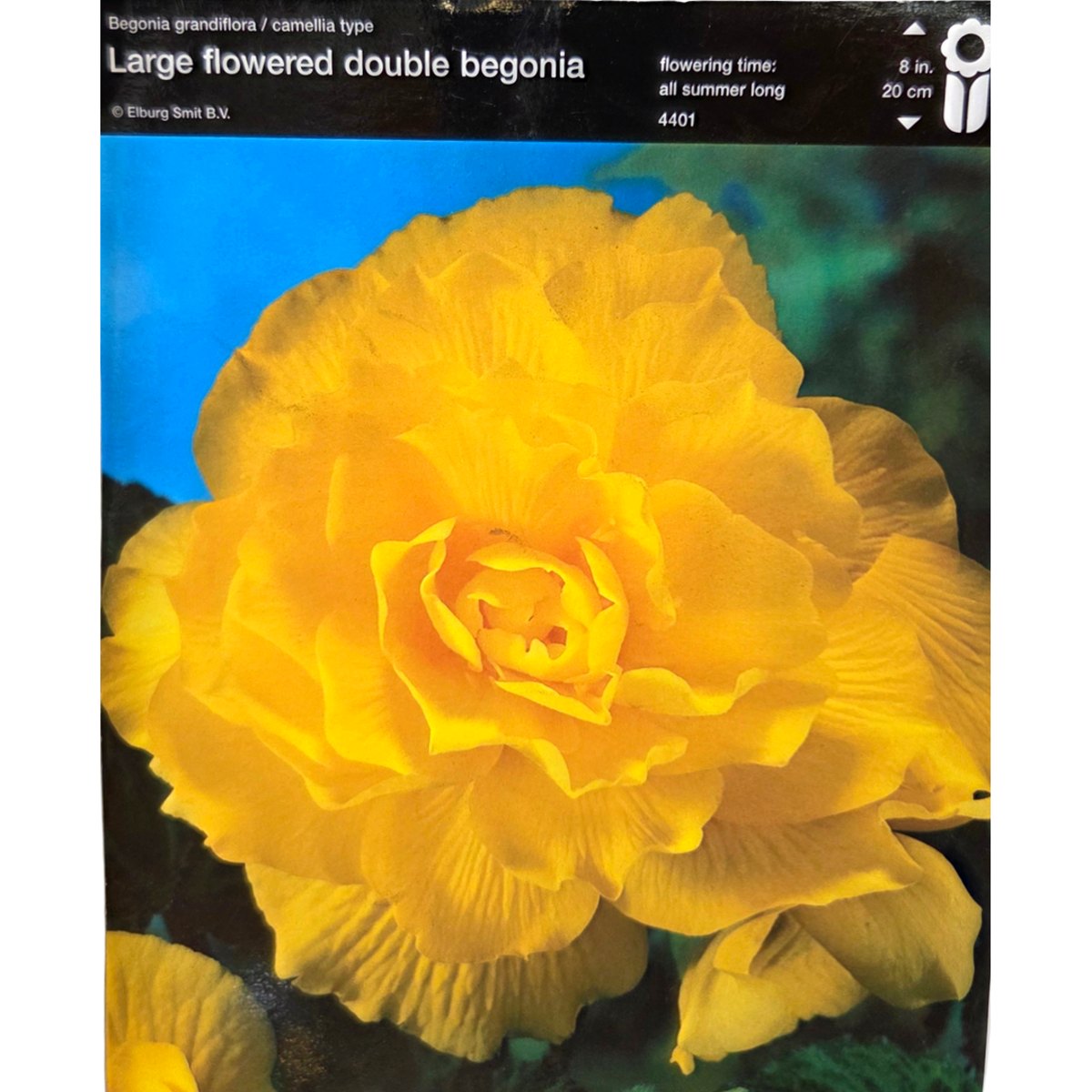 Begonie - Begonie Double Yellow 2ks