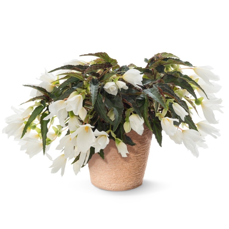 Převislé balkonové květiny - Begónie hlíznatá převislá bílá 4ks 11cm