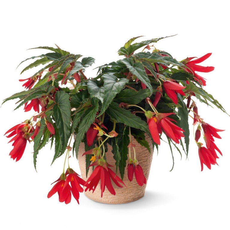 Převislé balkonové květiny - Begónie hlíznatá převislá červená 4ks 11cm