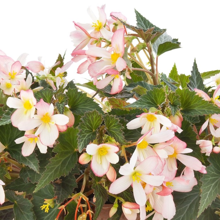 Převislé balkonové květiny - Begónie hlíznatá převislá růžová 4ks 11cm