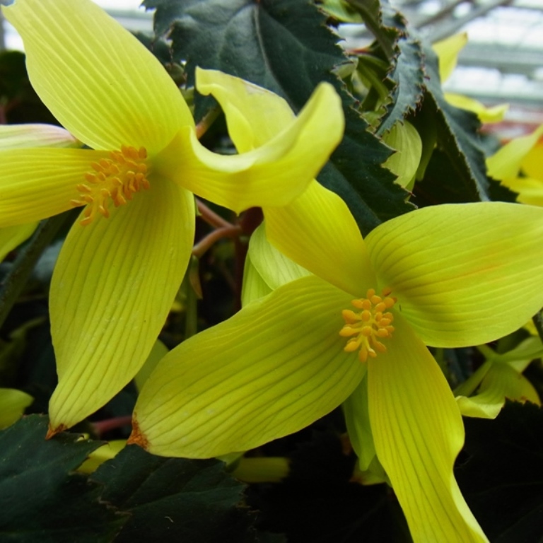 Převislé balkonové květiny - Begónie hlíznatá převislá žlutá 4ks 11cm