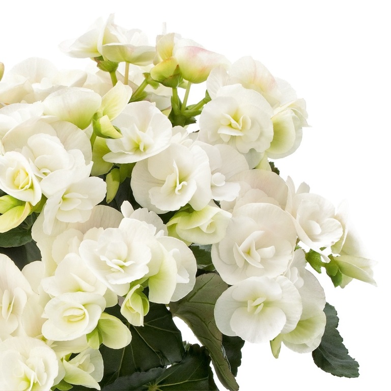 Vzpřímené balkonové květiny - Begónie hlíznatá vzpřímená bílá 4ks 11cm