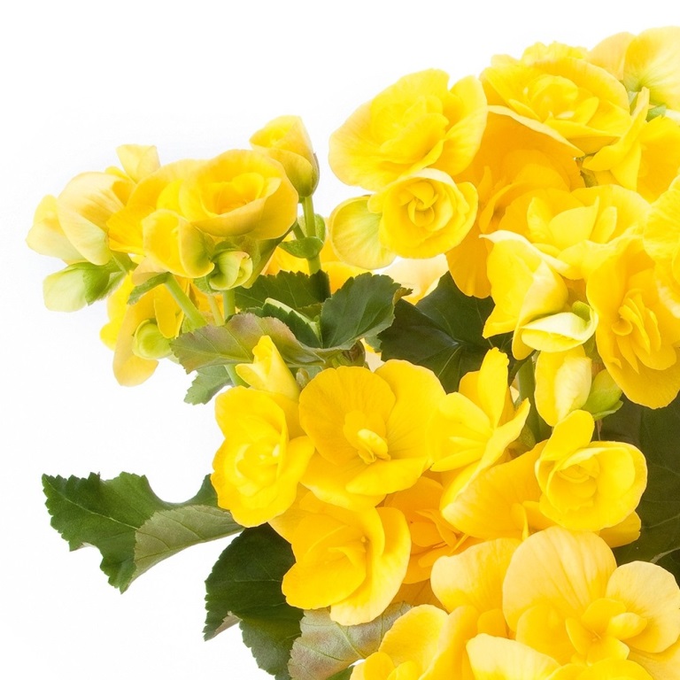 Vzpřímené balkonové květiny - Begónie hlíznatá vzpřímená žlutá 4ks 11cm