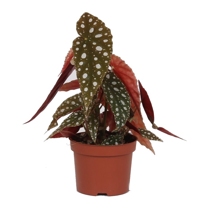 Okrasné pokojové rostliny - Begónie korálová květináč 12cm