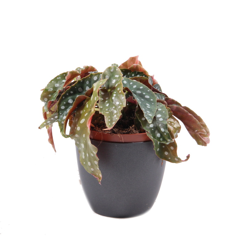 Begónie korálová květináč 12cm-0