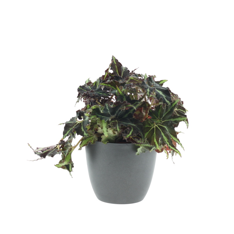 Okrasné pokojové rostliny - Begónie královská mix květináč 12cm