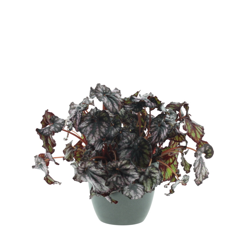 Begónie královská mix květináč 12cm-0