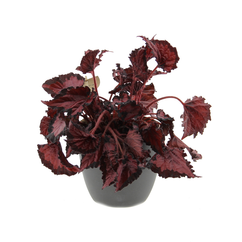 Okrasné pokojové rostliny - Begónie královská mix květináč 17cm