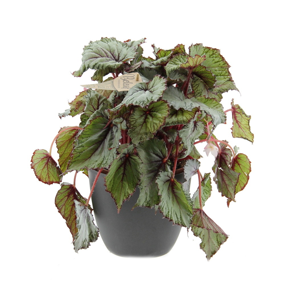 Begónie královská mix květináč 17cm-0