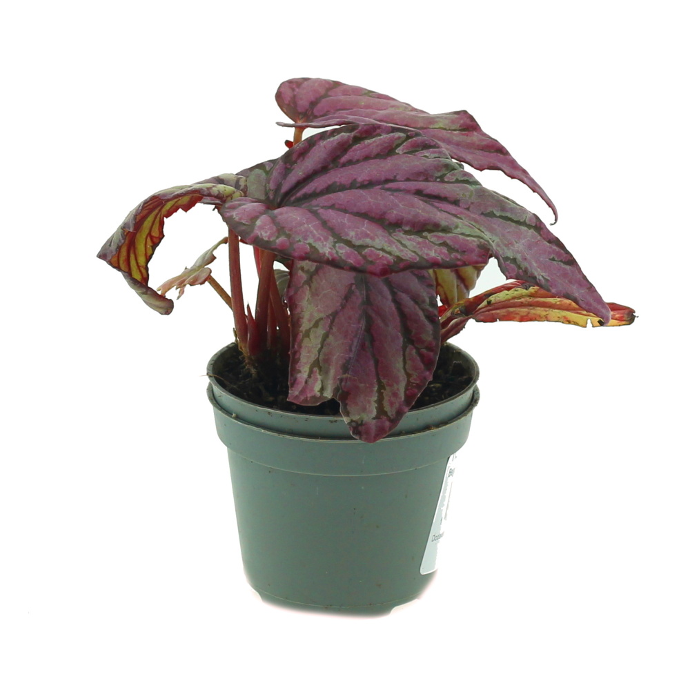 Okrasné pokojové rostliny - Begónie královská MIX květináč 6cm