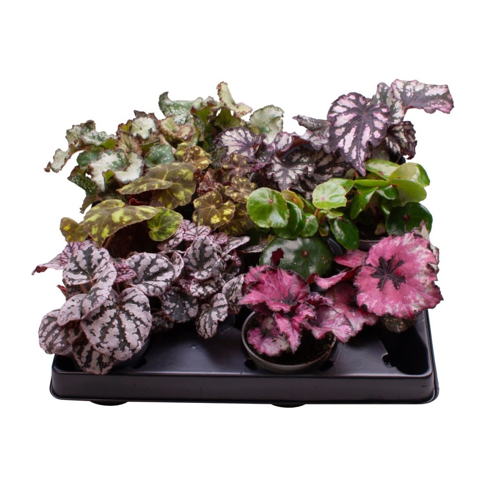 Begónie královská MIX květináč 6cm-0