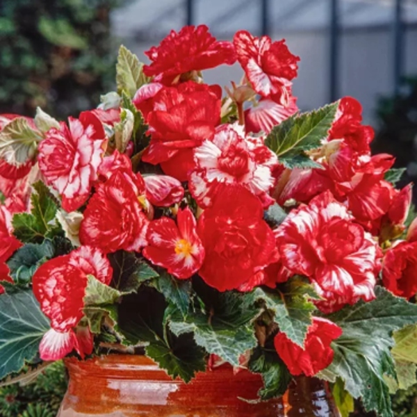 Begonie - Begonie Marmorata 2ks