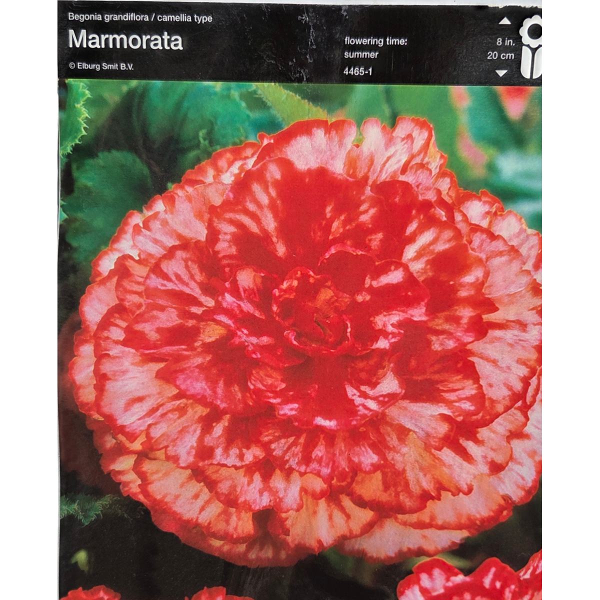 Begonie - Begonie Marmorata 2ks