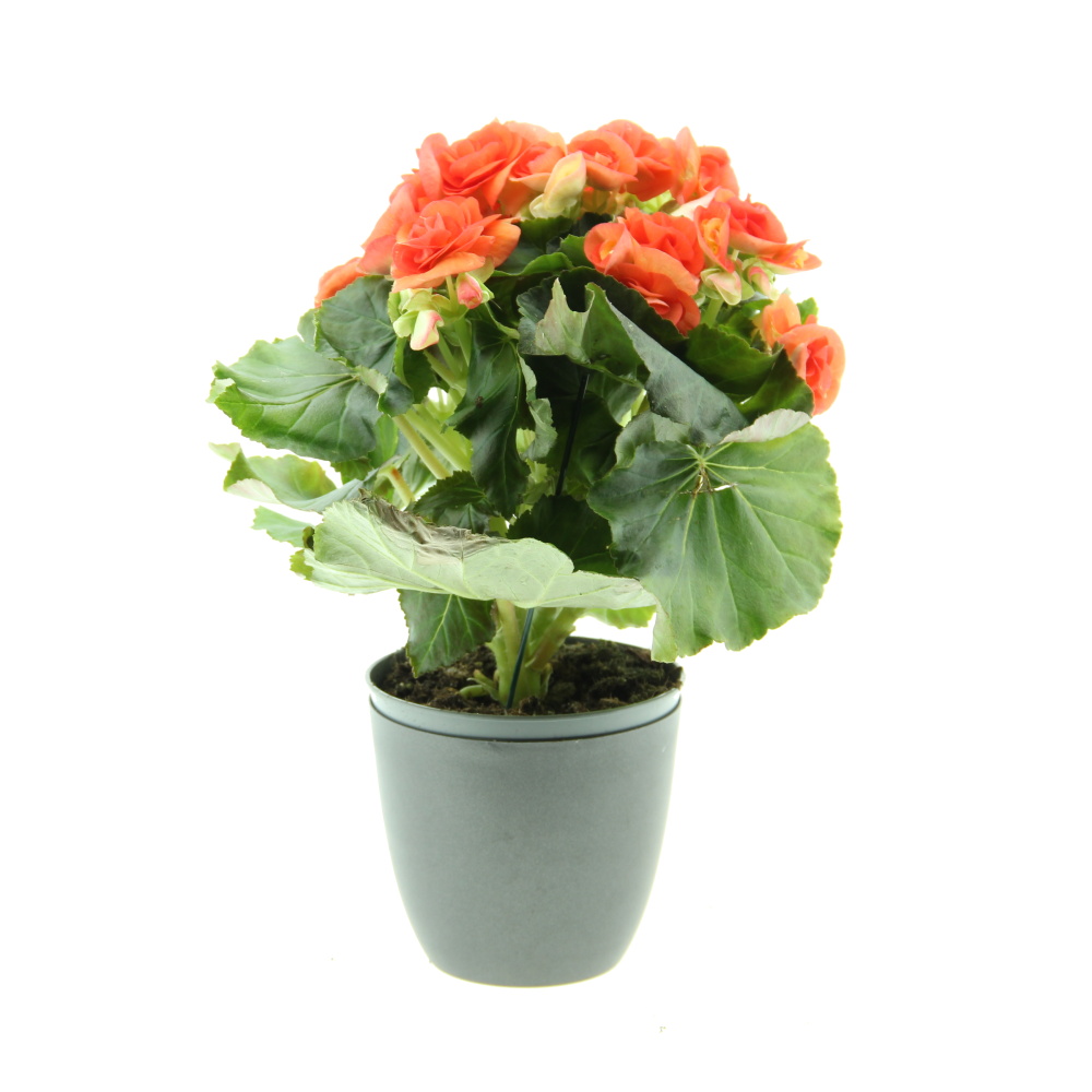 Pokojové rostliny okrasné květem - Begonie pokojová, kysala mix, květináč 14cm