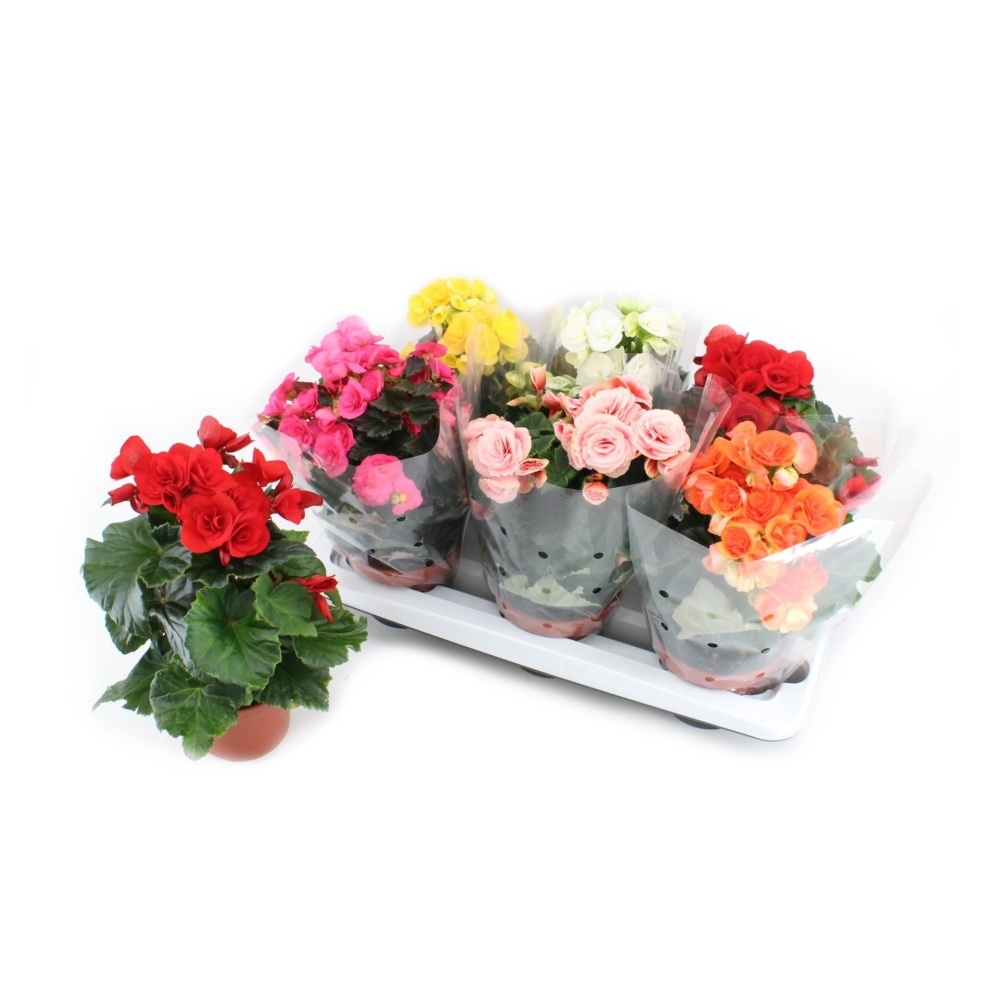 Begonie pokojová, kysala mix, květináč 14cm-0