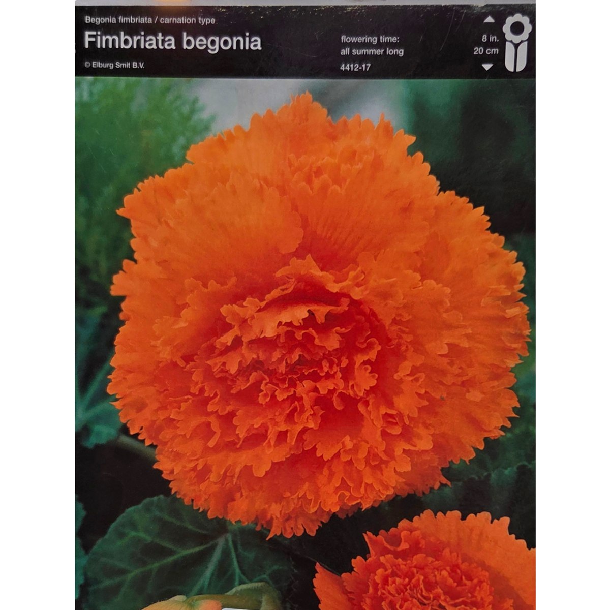 Begonie - Begonie roztřepená Orange 2ks