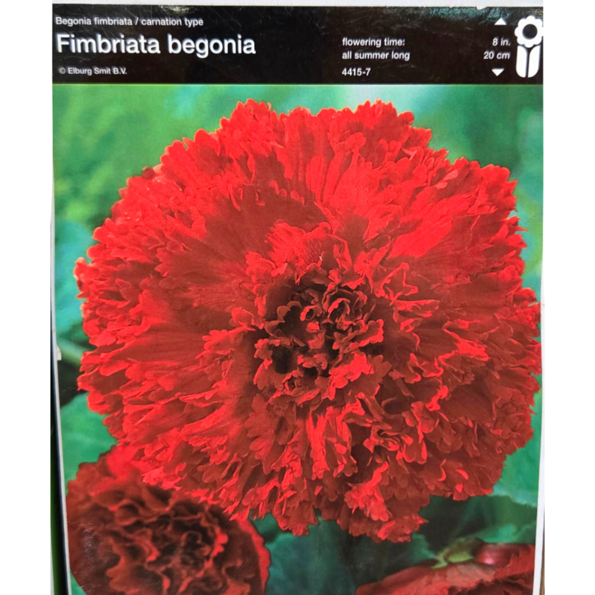 Begonie - Begonie roztřepená Red 2ks