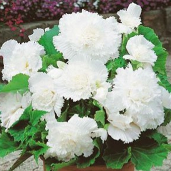Begonie - Begonie roztřepená White 2ks