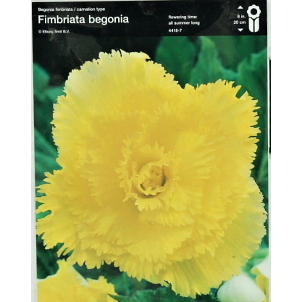 Begonie - Begonie roztřepená Yellow 2ks