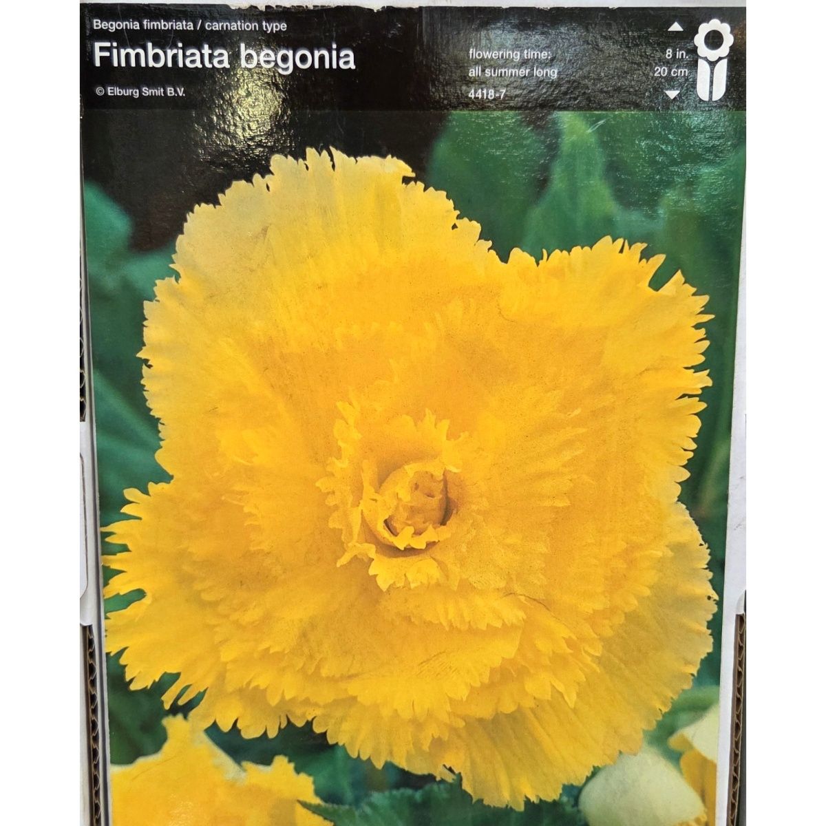 Begonie - Begonie roztřepená Yellow 2ks