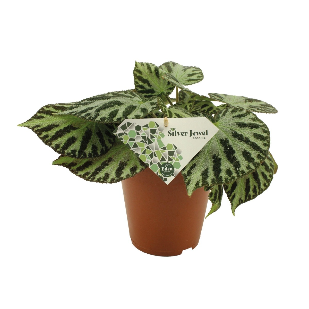 Okrasné pokojové rostliny - Begonie Silver Jewel květnáč 15cm