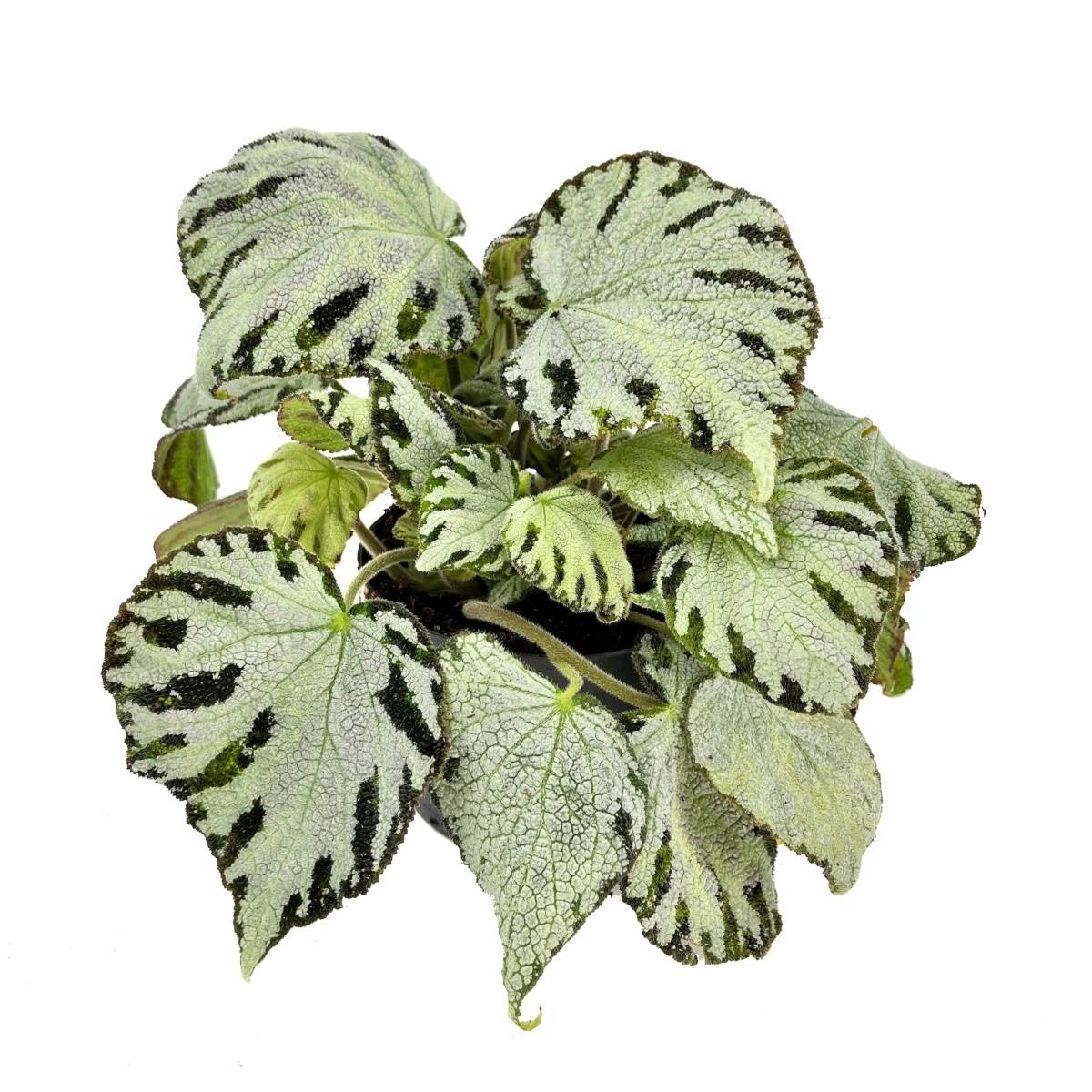 Begonie Silver Jewel květnáč 15cm-0