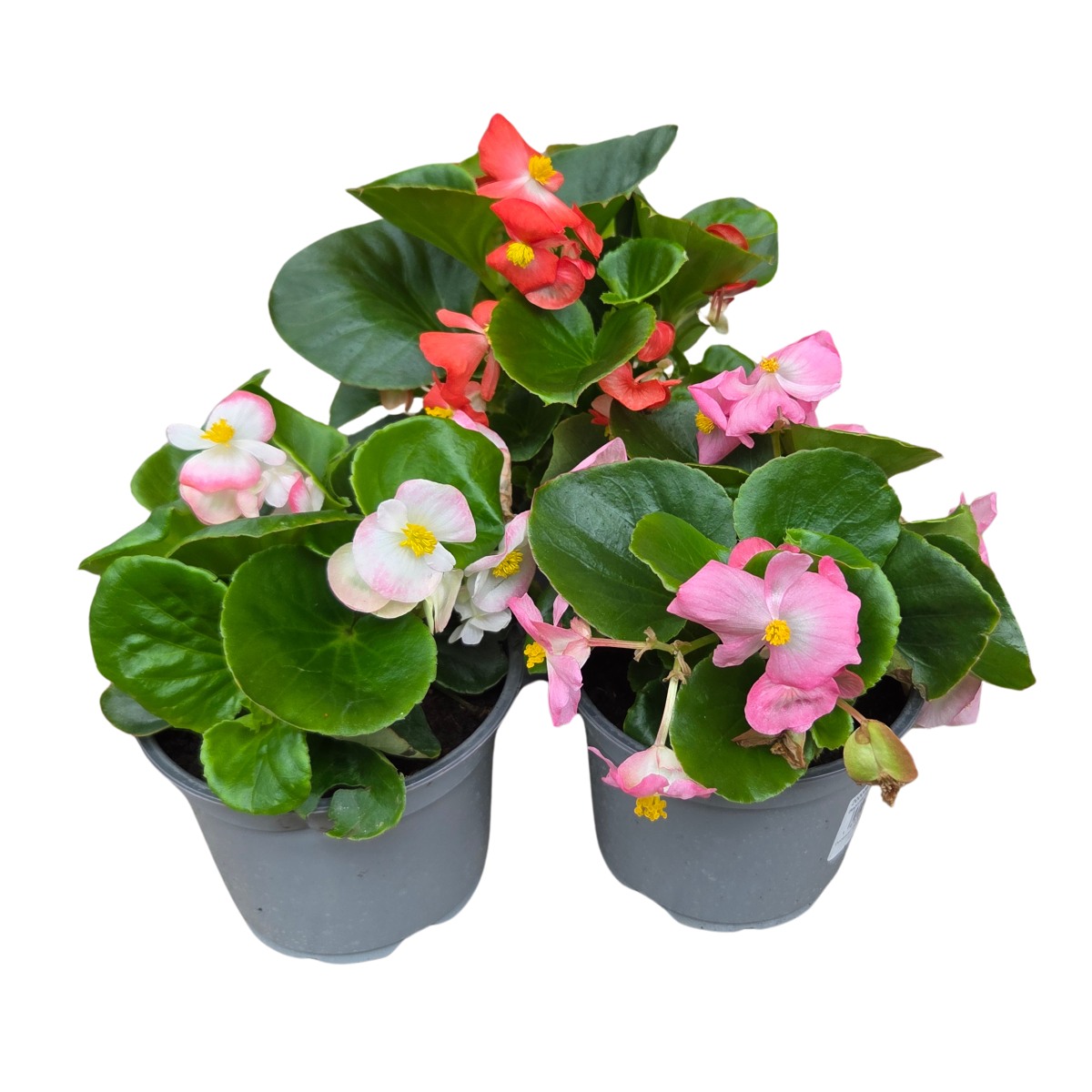 Nádobové květiny - Begonie stálokvětá, voskovka mix, květináč 12cm