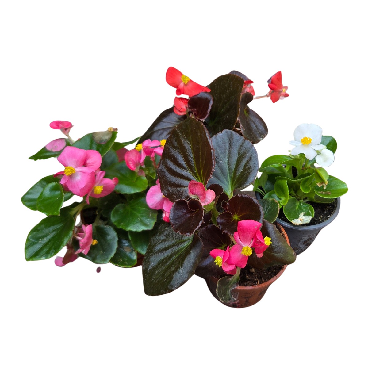 Nádobové květiny - Begonie stálokvětá, voskovka mix, květináč 9cm