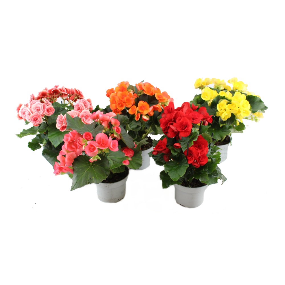 Kvetoucí pokojové rostliny - Begonie vzpřímená MIX květináč 12cm