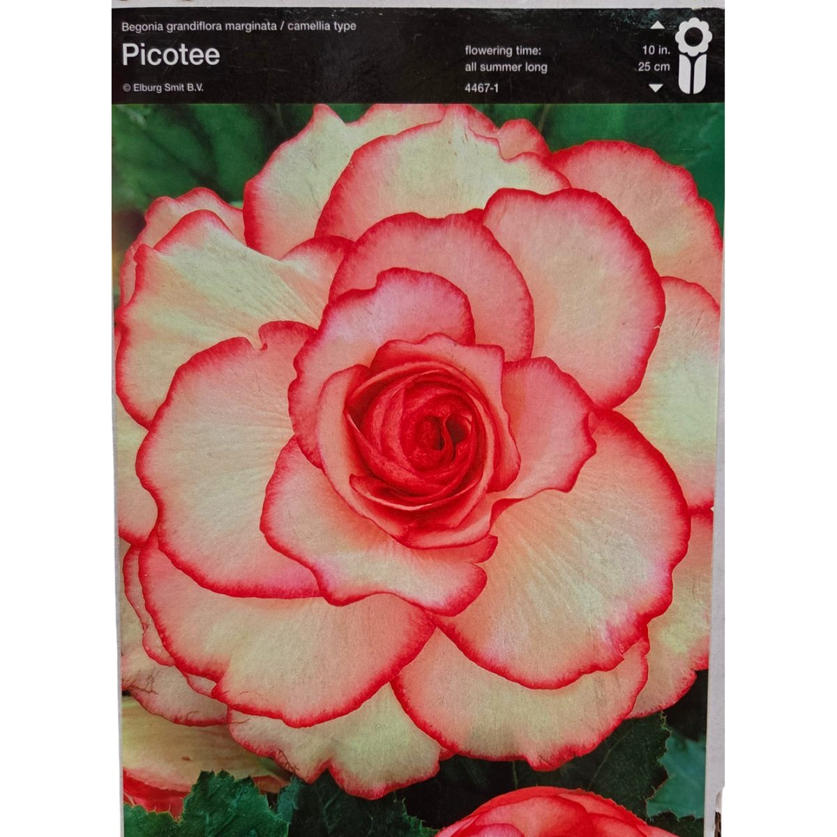 Begonie - Begonie 'White-Pink' 2ks