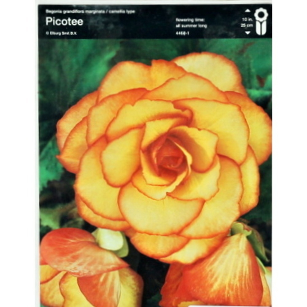 Begonie - Begonie 'Yellow-Red' 2ks