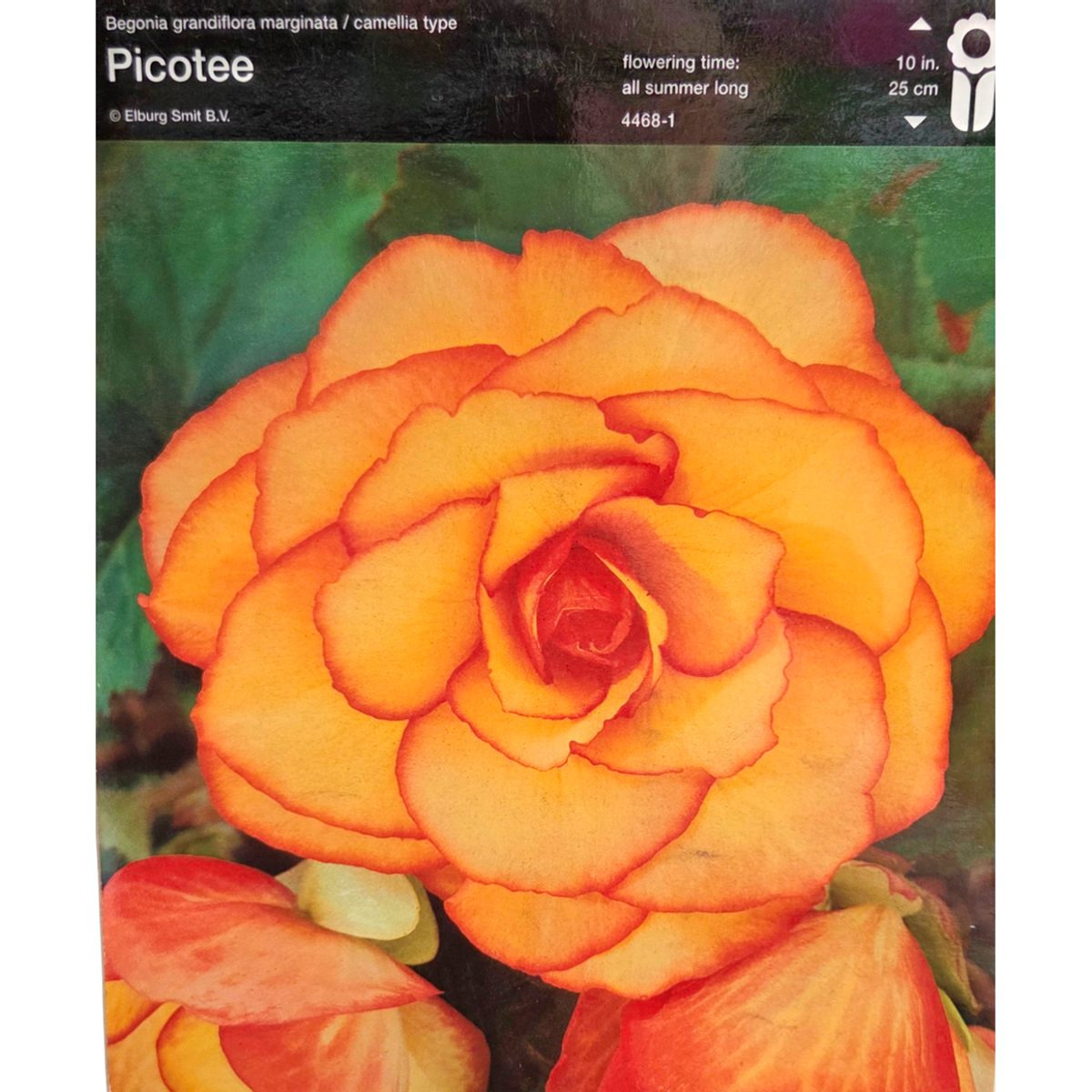 Begonie - Begonie 'Yellow-Red' 2ks