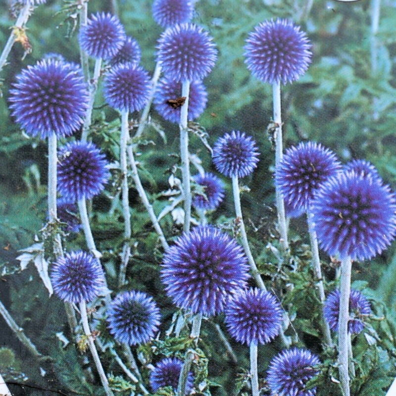 Na slunce - Bělotrn banátský 'Blue Globe' 9cm